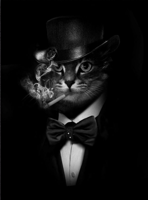 Mr Catman