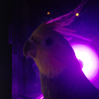 Gulgulm