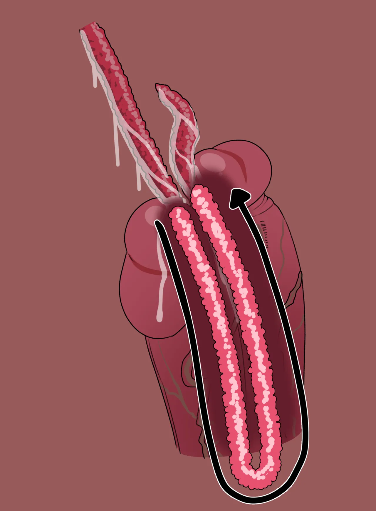 LIVI x TENTACLES page 16 original parody - big penis futanari hentai manga - read online free